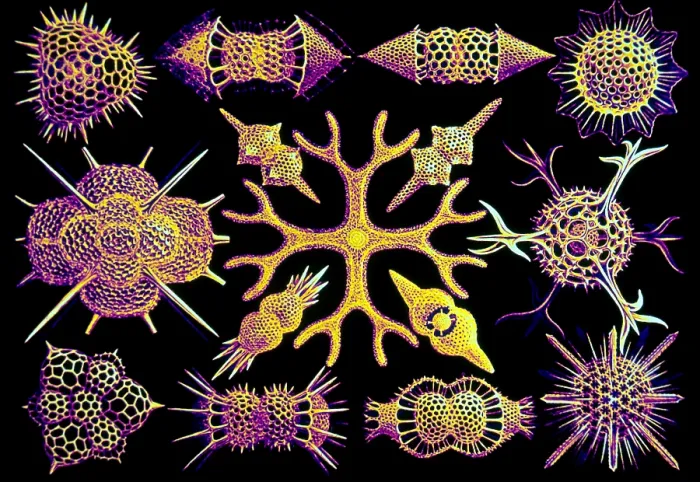 Framed Print : Radiolarians Framed Print : Radiolarians
