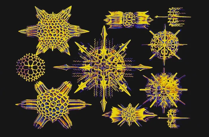 Framed Print : Radiolarians (after Ernst Haeckel)