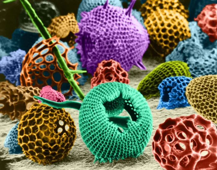 Framed Print : Radiolarians (SEM) Framed Print : Radiolarians (SEM)