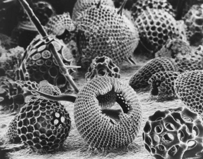Framed Print : Radiolarians (SEM) Framed Print : Radiolarians (SEM)
