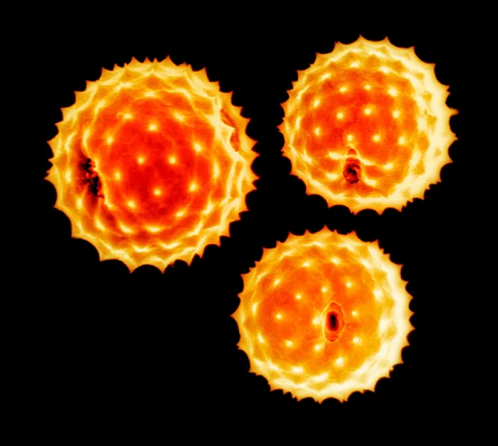 Framed Print : Ragweed Pollen Grains