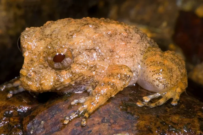 Framed Print : Rain Frog. A juvenile rain frog (Eleutherodactylus bufoniformis) Framed Print : Rain Frog. A juvenile rain frog (Eleutherodactylus bufoniformis)