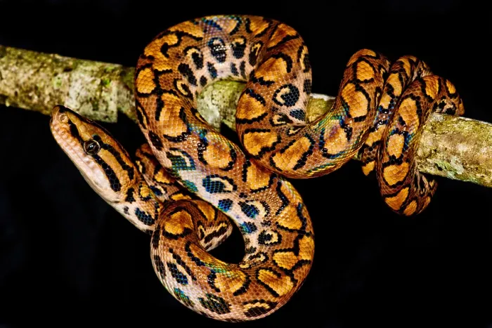 Framed Print : Rainbow Boa Framed Print : Rainbow Boa
