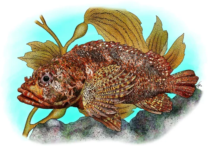 Framed Print : Rainbow Scorpionfish Framed Print : Rainbow Scorpionfish