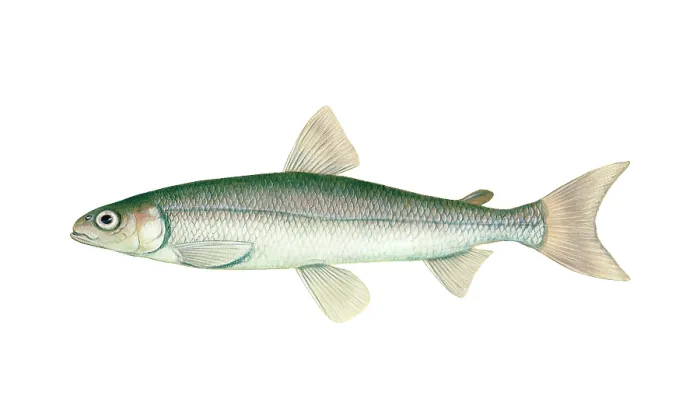 Framed Print : Rainbow Smelt (Osmerus mordax) Framed Print : Rainbow Smelt (Osmerus mordax)