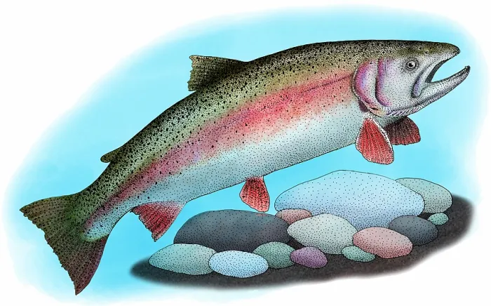 Framed Print : Rainbow trout Framed Print : Rainbow trout