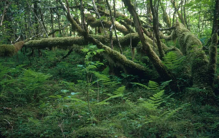 Framed Print : Rainforest, Alaska