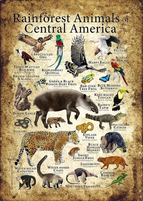 Framed Print : Rainforest Animals of Central America
