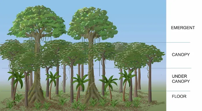 Framed Print : Rainforest Layers, Illustration