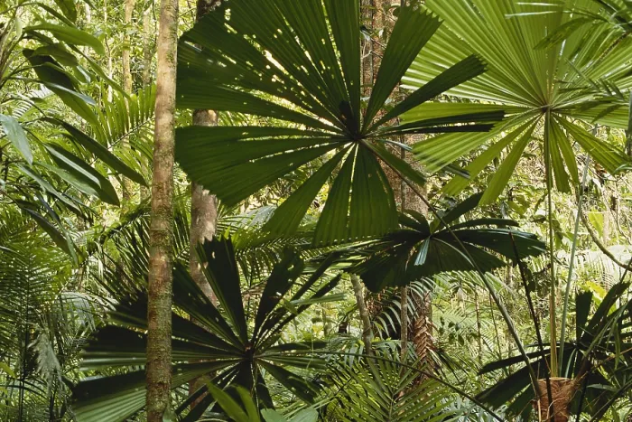 Framed Print : Rainforest in Queensland, Australia Framed Print : Rainforest in Queensland, Australia