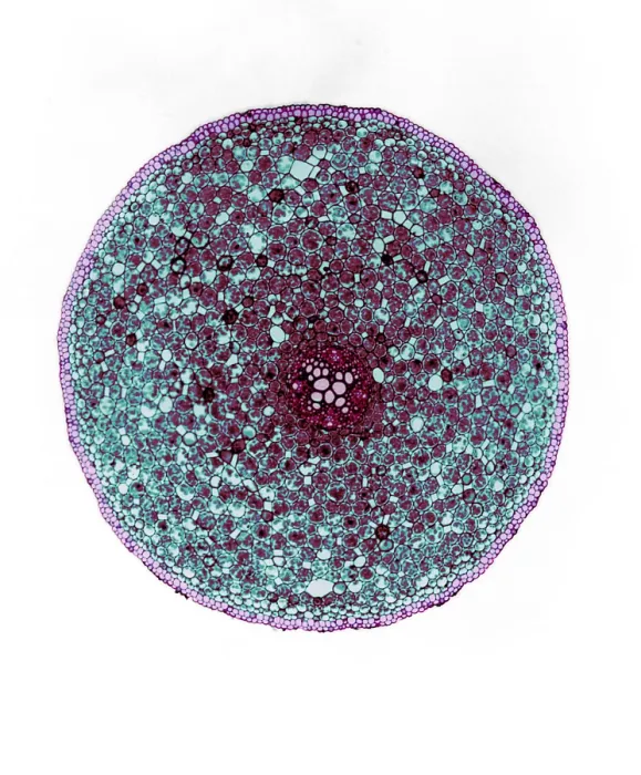 Framed Print : Ranunculus Root, light micrograph Framed Print : Ranunculus Root, light micrograph