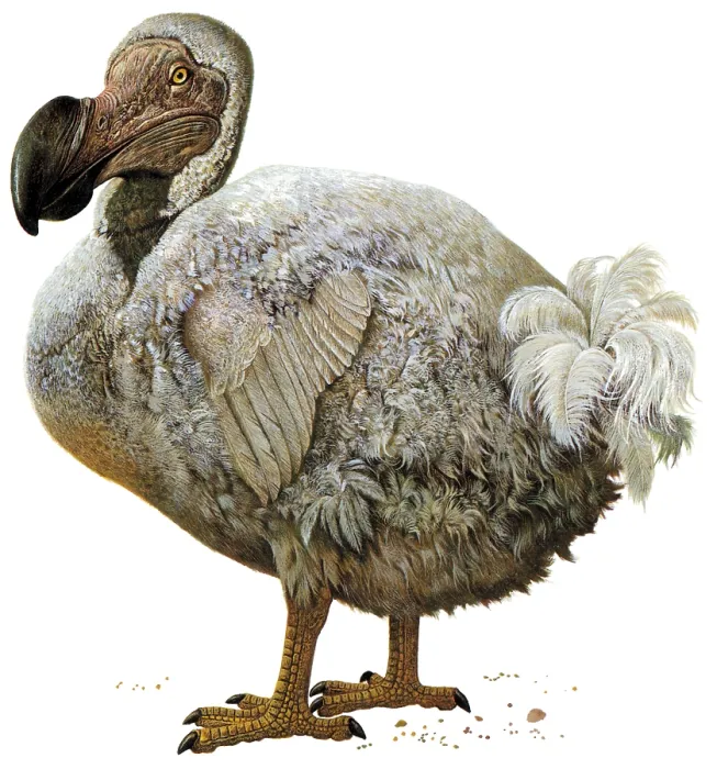 Framed Print : Raphus cucullatus, Dodo Bird, Extinct Framed Print : Raphus cucullatus, Dodo Bird, Extinct
