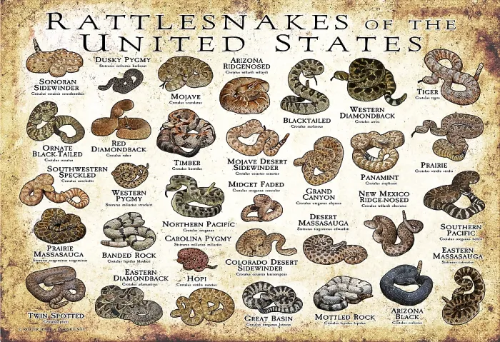 Framed Print : Rattlesnakes of the United States Framed Print : Rattlesnakes of the United States