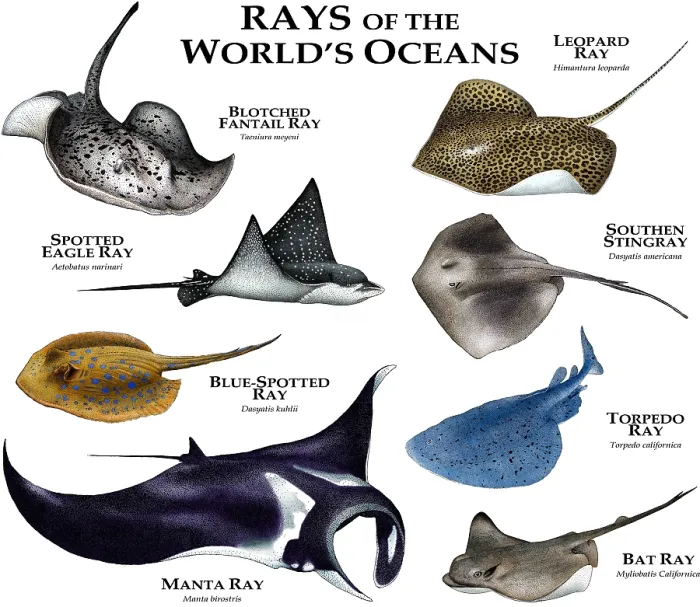 Framed Print : Ray's of the World's Oceans Framed Print : Ray's of the World's Oceans