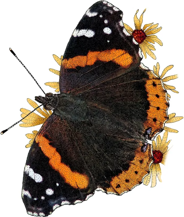 Framed Print : Red Admiral Butterfly