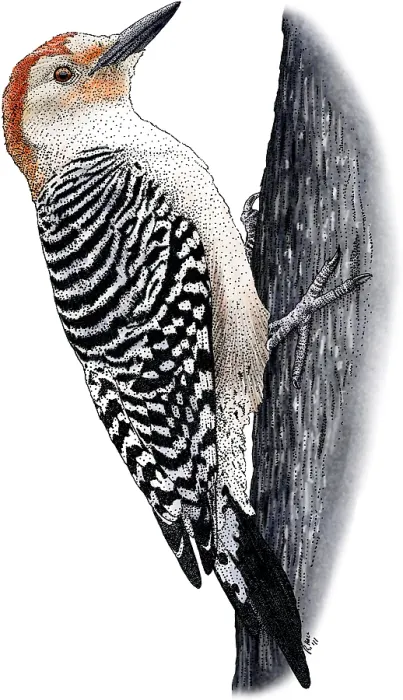Framed Print : Red-bellied Woodpecker
