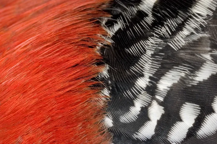 Framed Print : Red-bellied Woodpecker feathers Framed Print : Red-bellied Woodpecker feathers