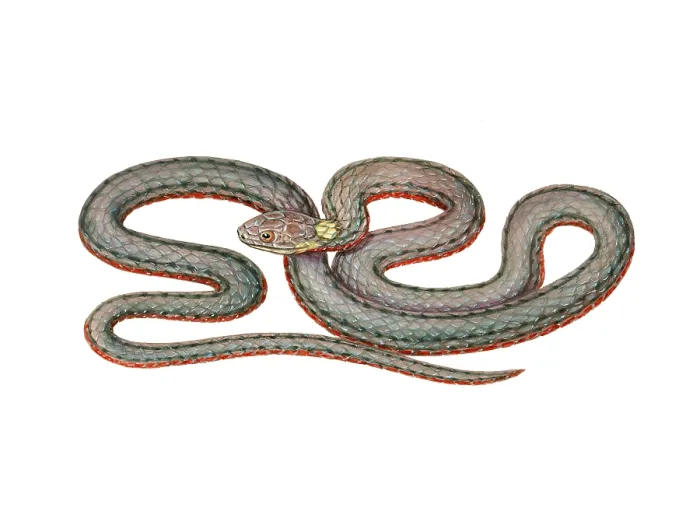 Framed Print : Red Belly Snake Framed Print : Red Belly Snake