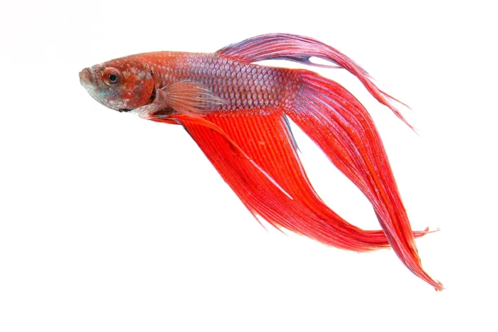 Framed Print : Red Betta Fish (Betta splendens) portrait Framed Print : Red Betta Fish (Betta splendens) portrait
