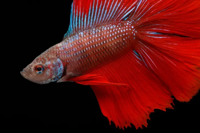 Framed Print : Red Betta Fish (Betta splendens) portrait Framed Print : Red Betta Fish (Betta splendens) portrait