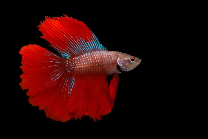 Framed Print : Red Betta Fish (Betta splendens) portrait Framed Print : Red Betta Fish (Betta splendens) portrait