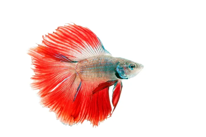 Framed Print : Red Betta Fish (Betta splendens) portrait Framed Print : Red Betta Fish (Betta splendens) portrait
