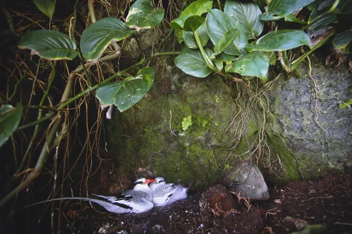 Framed Print : Red Billed Tropicbirds Framed Print : Red Billed Tropicbirds