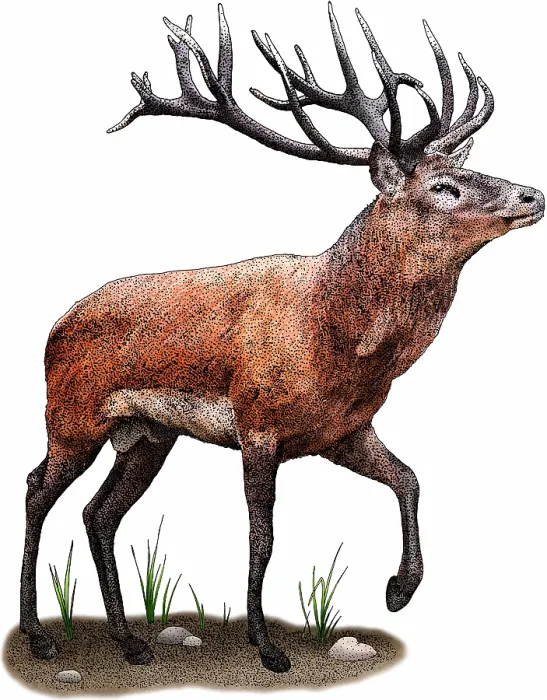 Framed Print : Red Deer. Red deer, Cervus elaphus Framed Print : Red Deer. Red deer, Cervus elaphus