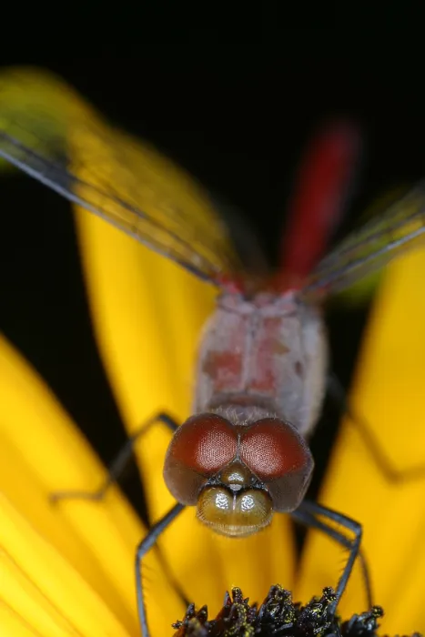 Framed Print : Red dragonfly