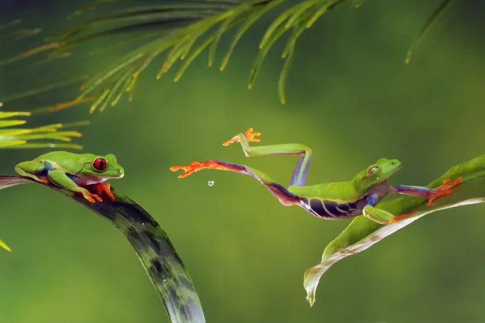 Framed Print : Red-Eyed Tree Frog