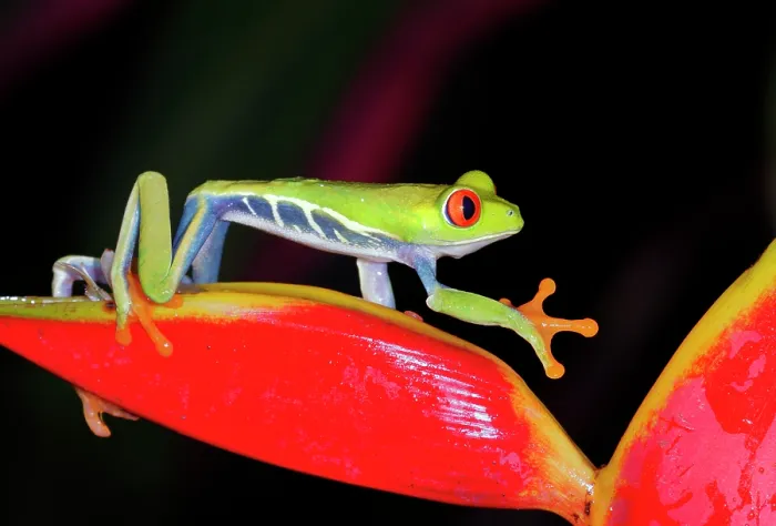 Framed Print : Red-eyed Tree Frog Climbing Plants at Night Framed Print : Red-eyed Tree Frog Climbing Plants at Night