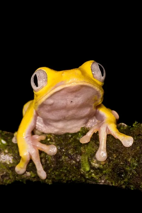 Framed Print : Red-Eyed Treefrog, Xanthic form Framed Print : Red-Eyed Treefrog, Xanthic form