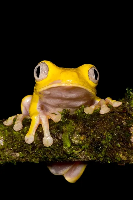 Framed Print : Red-Eyed Treefrog, Xanthic form Framed Print : Red-Eyed Treefrog, Xanthic form