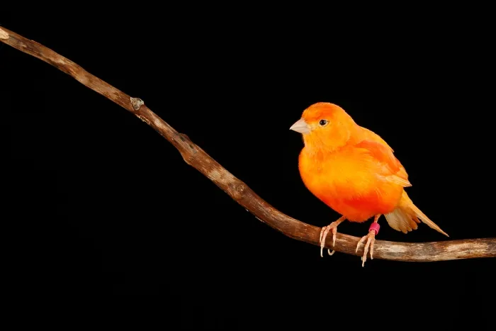 Framed Print : Red Factor Canary on Branch Framed Print : Red Factor Canary on Branch