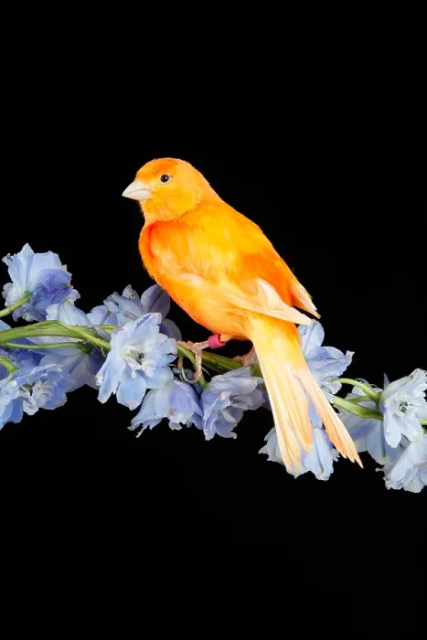 Framed Print : Red Factor Canary on flower Framed Print : Red Factor Canary on flower