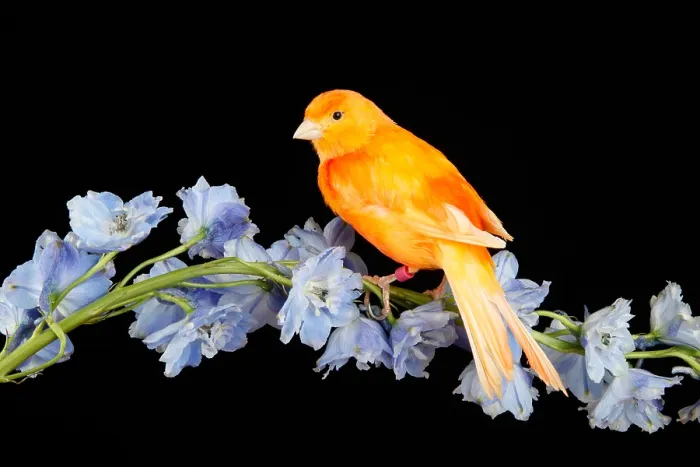 Framed Print : Red Factor Canary on flower Framed Print : Red Factor Canary on flower