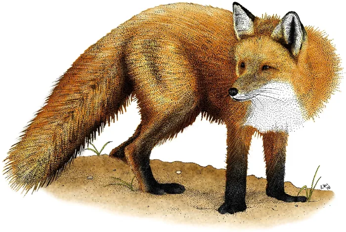 Framed Print : Red Fox, (Vulpes vulpes) Framed Print : Red Fox, (Vulpes vulpes)