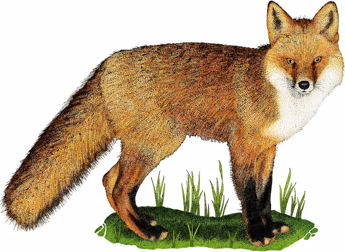 Framed Print : Red fox (Vulpes vulpes) illustration Framed Print : Red fox (Vulpes vulpes) illustration