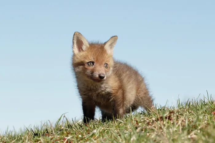 Framed Print : Red Fox Kit