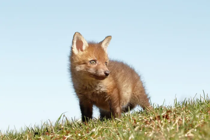 Framed Print : Red Fox Kit in Grass - Looking Right Framed Print : Red Fox Kit in Grass - Looking Right