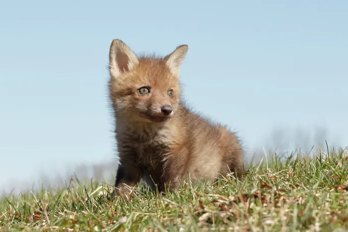 Framed Print : Red Fox Kit Sitting in Grass - Looking Right Framed Print : Red Fox Kit Sitting in Grass - Looking Right