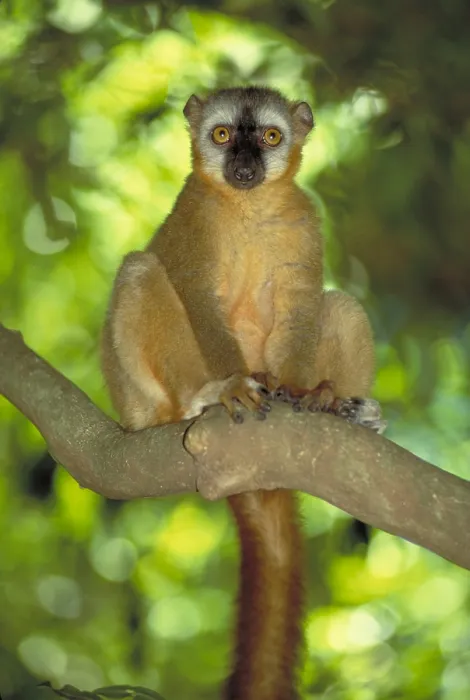 Framed Print : Red fronted brown lemur Framed Print : Red fronted brown lemur