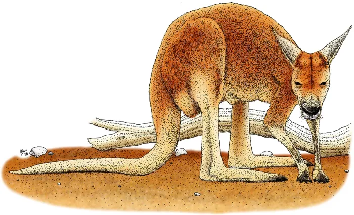 Framed Print : Red Kangaroo Framed Print : Red Kangaroo