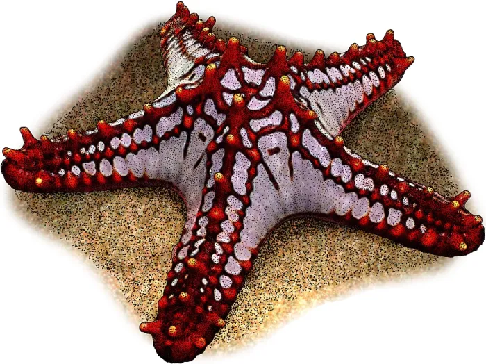 Framed Print : Red Knobbed Starfish Framed Print : Red Knobbed Starfish