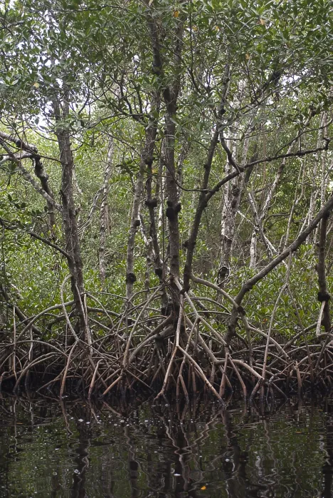 Framed Print : Red Mangrove Swamp, Florida Framed Print : Red Mangrove Swamp, Florida