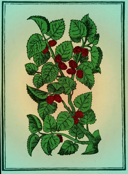 Framed Print : Red Mulberry Framed Print : Red Mulberry