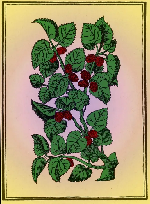 Framed Print : Red Mulberry Framed Print : Red Mulberry