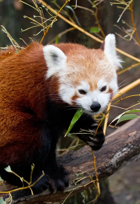 Framed Print : Red Panda (Ailurus fulgens) in Captivity Framed Print : Red Panda (Ailurus fulgens) in Captivity