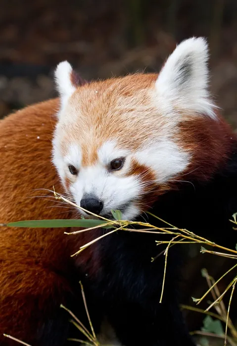 Framed Print : Red Panda (Ailurus fulgens) in Captivity Framed Print : Red Panda (Ailurus fulgens) in Captivity