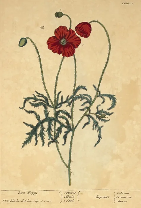Framed Print : Red Poppy, Medicinal Plant, 1737 Framed Print : Red Poppy, Medicinal Plant, 1737